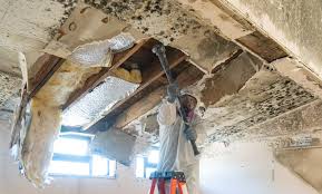 Why You Should Choose Our Mold Remediation Services in Mcmurray, PA